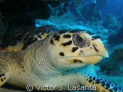 close up to a hawksbill turtle at mermaid point dive site... by Victor J. Lasanta 